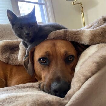 adopt adopt